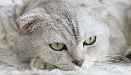 Kaiyun(中国)开云-中国跳水队首次包揽全部金牌，中国跳水队首次包揽全部金牌的是谁