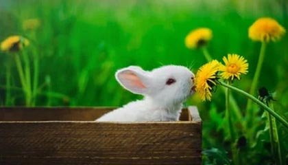 开云体育APP下载-钢铁德比：不来梅主场迎战沃尔夫斯堡，不来梅对沃尔夫斯堡