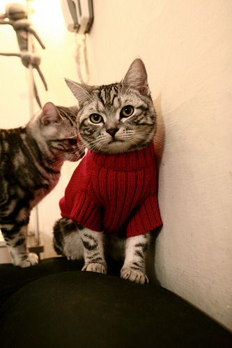 _森林狼年轻队伍崭露头角，追梦季后赛_，森林狼目前阵容