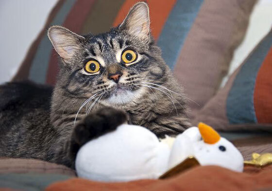 开云官网APP下载-“联赛转播平台申请数量创新高”，2020五大联赛转播权分别在哪