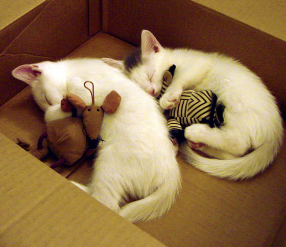 开云体育-“青训+科普”双轮驱动，青少年体育素养全面提升的产业链逐步形成