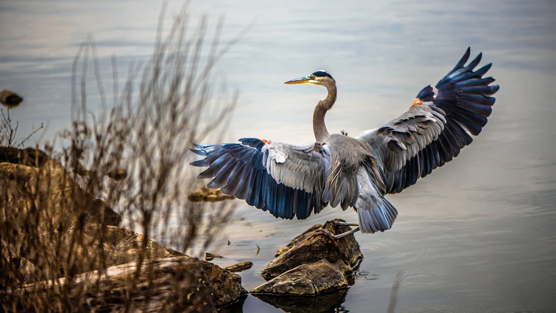 世界篮球日：NBA带动全世界热爱篮球的潮流，播放篮球世界