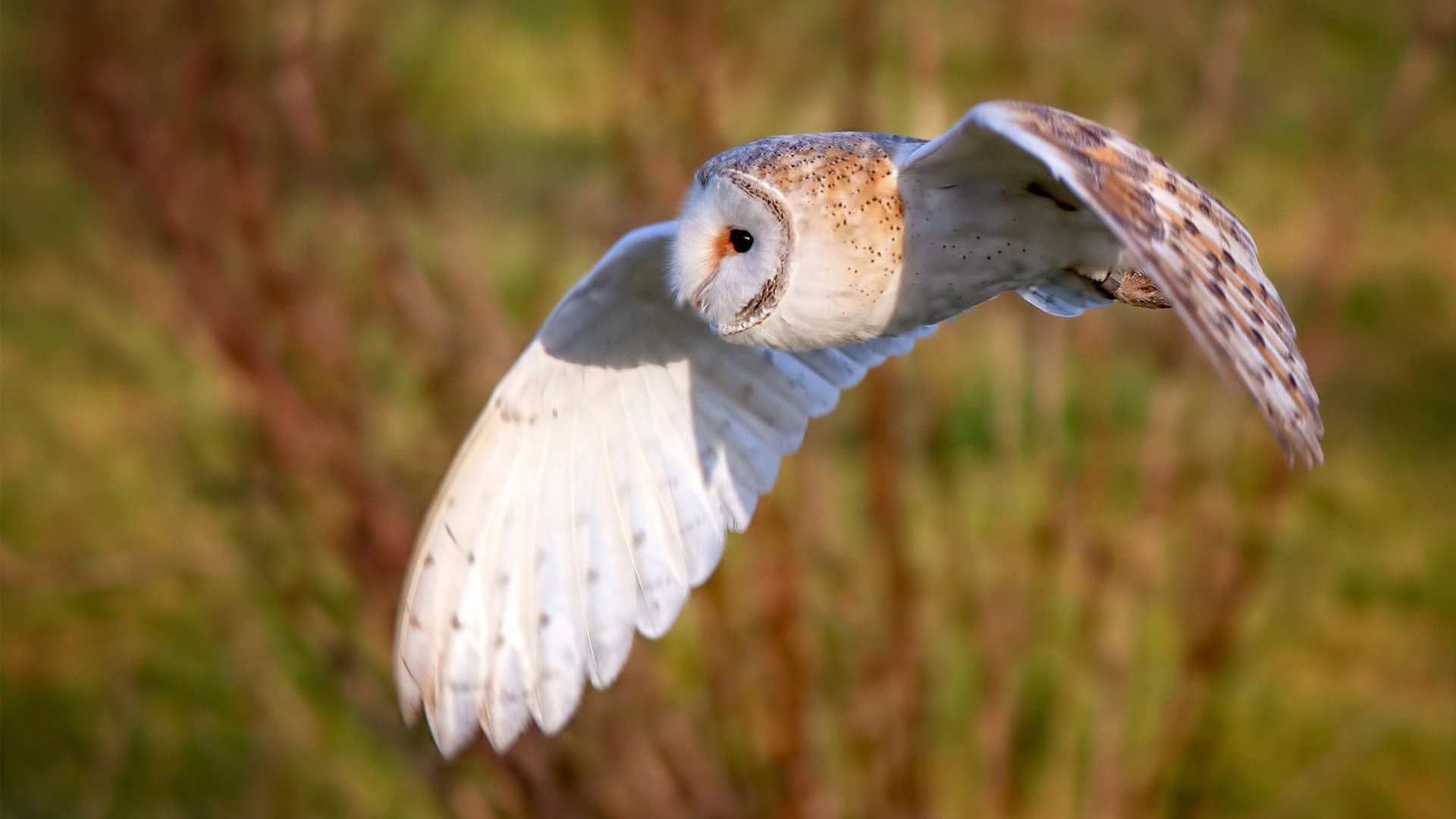 足球APP用户数量突破两千万,足球app用户数量突破两千万以上