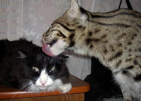 青春激扬的校园篮球赛成为广大学子锻炼身体的重要平台,校园篮球赛宣传标语