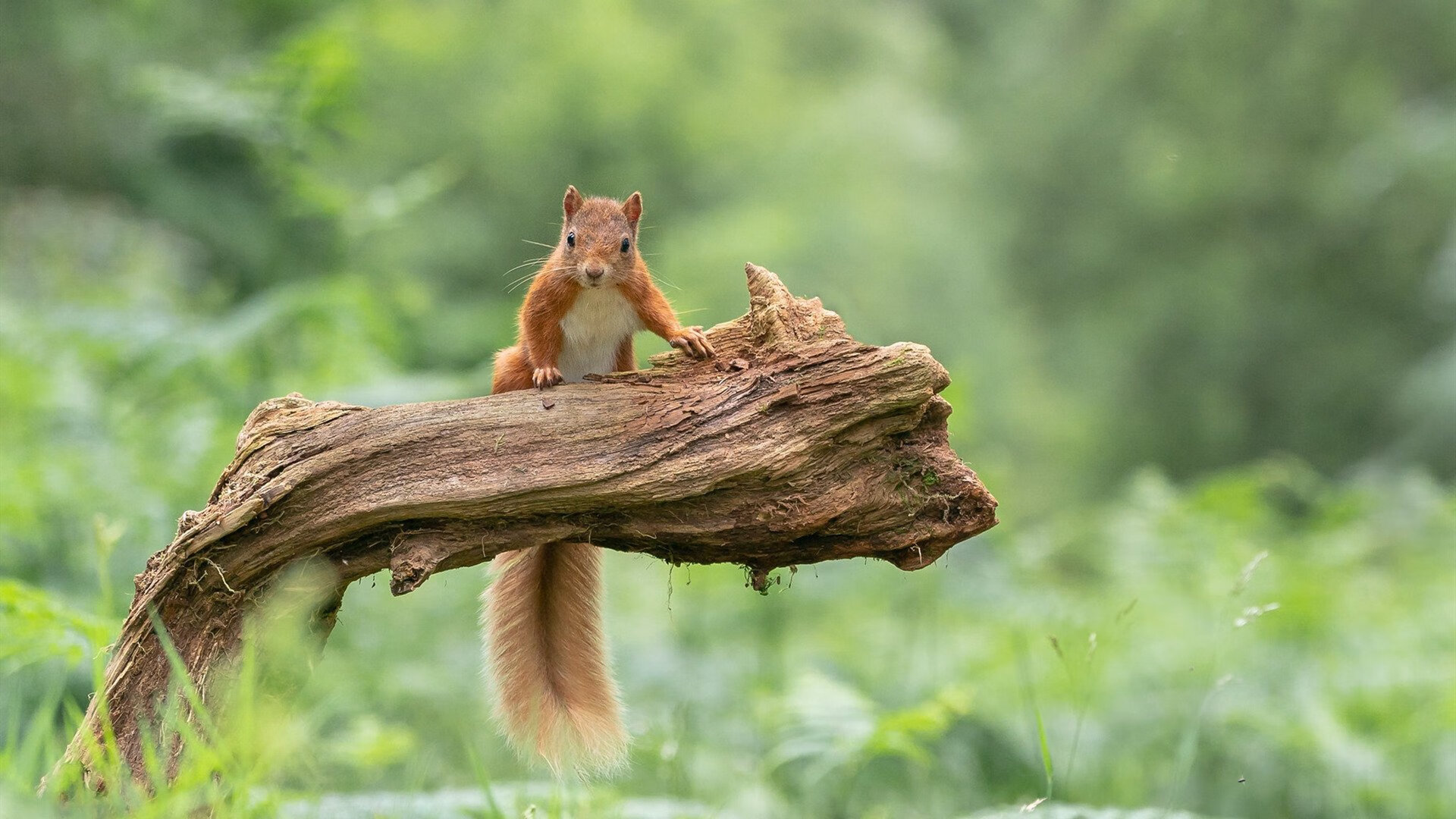 丹麦大胜斯洛文尼亚,小组出线在望,丹麦vs威尼斯