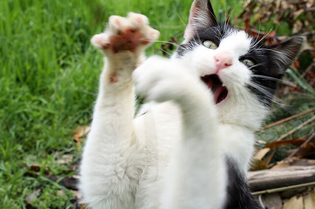 开云官方-战绩逆势领先，球队冲击季后赛资格，季后赛争夺