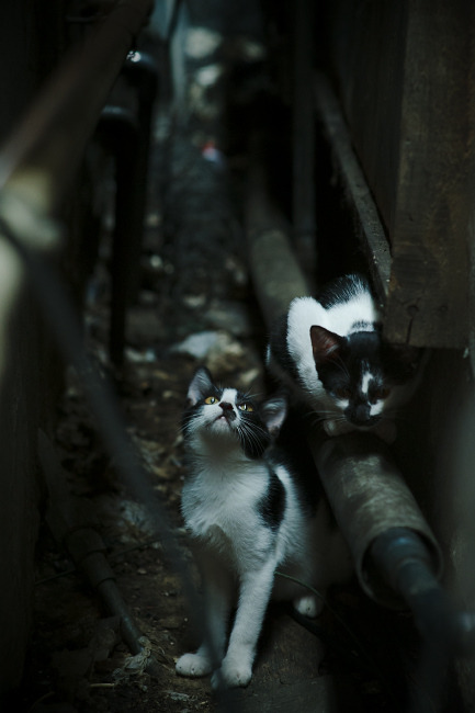 kaiyun登录入口-中超转会投入与成绩挂钩比例，中超转会费