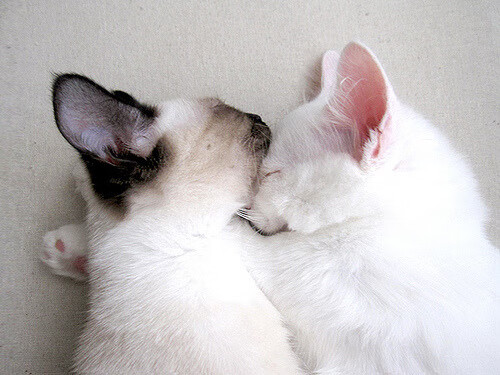 球场安全：“无死角”监控和安全保障的新思路