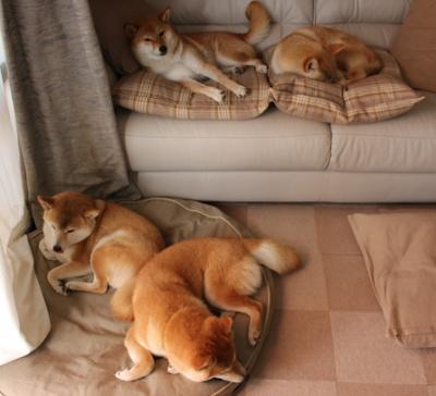 中国香港队赛制调整分析:如何在团体赛中寻求突破,香港队伍