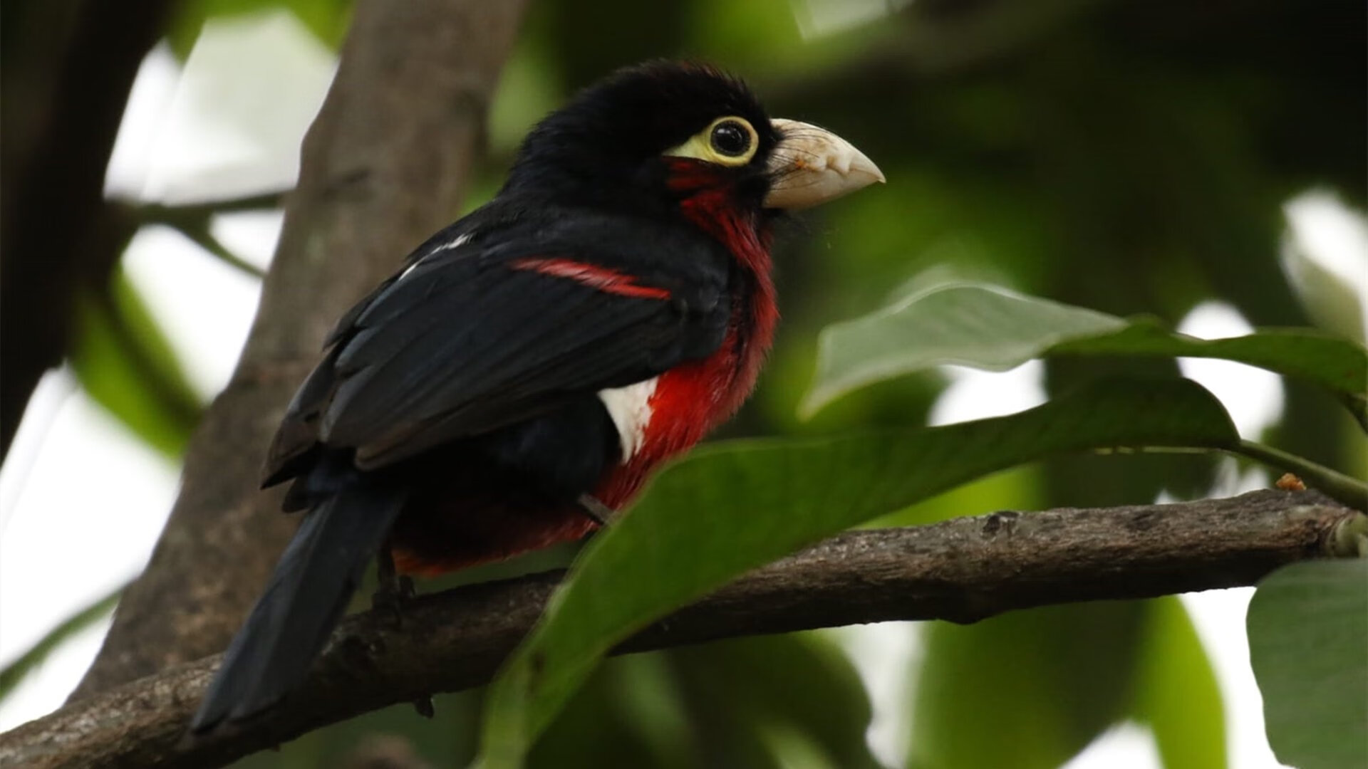 KAIYUNAPP-内线统治力谁能称霸篮下，内线作战是什么意思