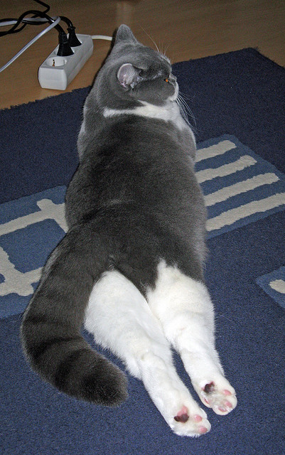 搏击赛事观赛平台推出战术拆解小程序,搏击比赛视频合集