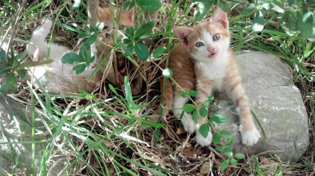 开云官方网站-乌拉圭女篮在南美锦标赛中荣获佳绩，迈向国际舞台新高峰，乌拉圭美女球迷