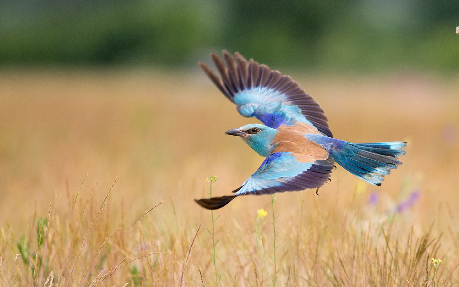 南非羚羊队：不惧任何挑战，每一次进攻与防守都充满力量与智慧