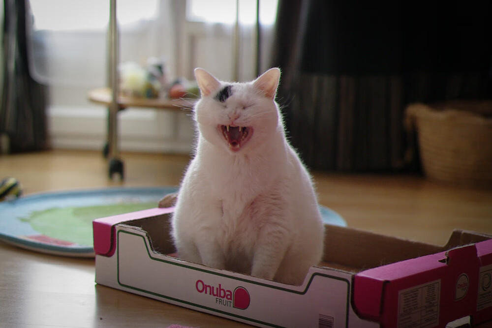 Kaiyun APP-蛙泳初赛突尼斯游出佳绩，世界蛙泳比赛视频高清50米