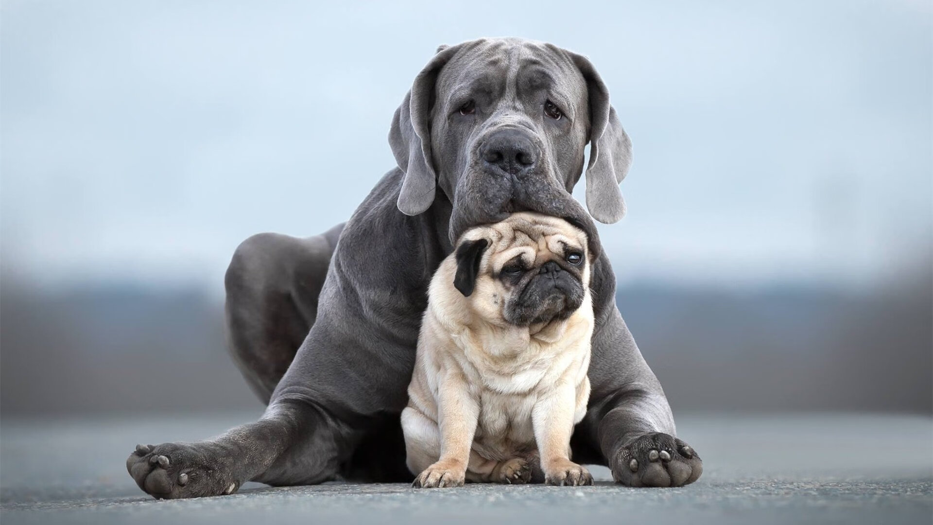 马术文化节在京举办融合传统与现代，马术文化周